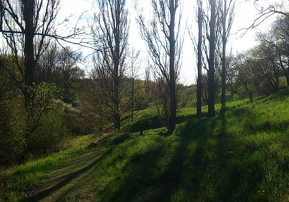 Schattenwerfende Baumreihe